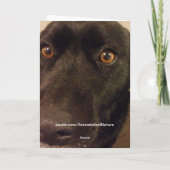 悲しい犬の幸せな採用日カード カード (裏面)