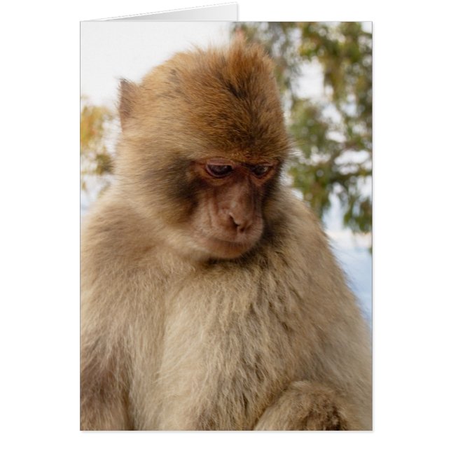 悲しい猿 (正面)