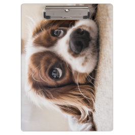 悲しい目のコッカースパニエル犬犬 クリップボード