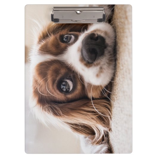 悲しい目のコッカースパニエル犬犬 クリップボード (正面)