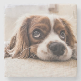 悲しい目のコッカースパニエル犬犬 ストーンコースター