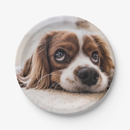 悲しい目のコッカースパニエル犬犬 ペーパープレート (正面)