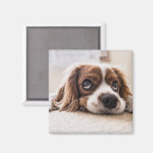 悲しい目のコッカースパニエル犬犬 マグネット (正面/裏面)