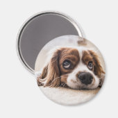 悲しい目のコッカースパニエル犬犬 マグネット (正面/裏面)
