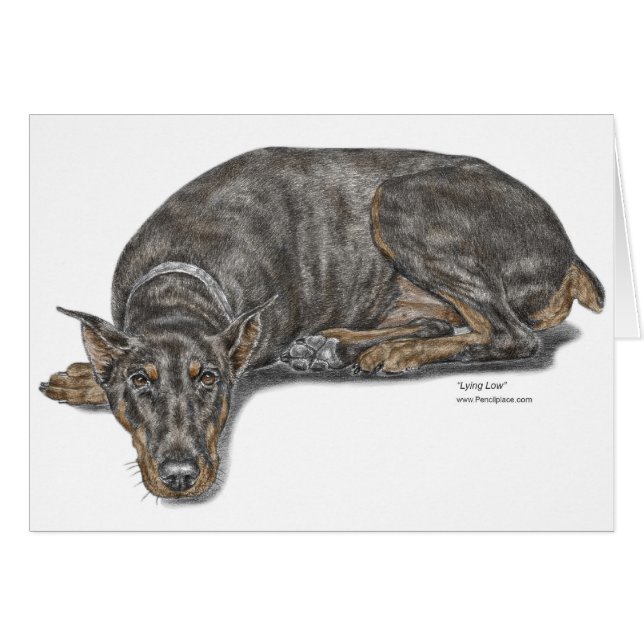 悲しい罪悪感に満ちたドバーマン (正面横)