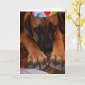 悲しい英国のマスティフの身に着けている誕生会の帽子 カード (黄色い花)