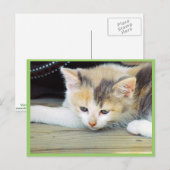 悲しい顔で床に寝そべったかわいい子猫 ポストカード (正面/裏面)