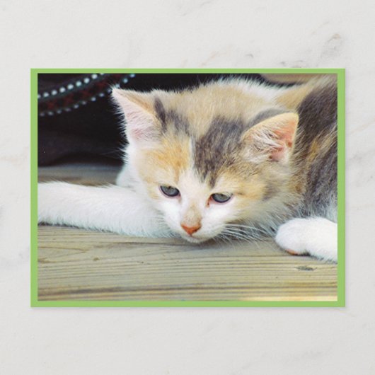 悲しい顔で床に寝そべったかわいい子猫 ポストカード (正面)
