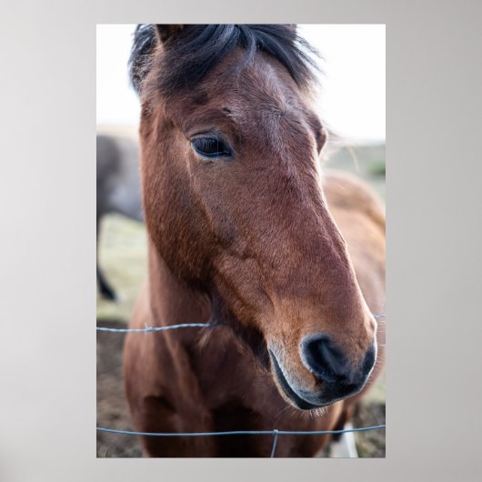 悲しい馬 ポスター (正面)