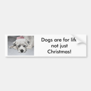 悲しく小さいクリスマス犬 バンパーステッカー
