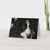 悲しそうな犬の写真が元気になる カード (正面)