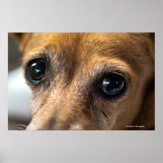 悲しそうな目 ポスター