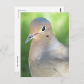 悲しむ鳩 ポストカード (正面/裏面)
