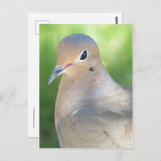 悲しむ鳩 ポストカード (正面/裏面)