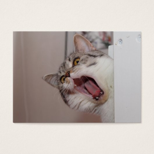 悲鳴を上げるブリティッシュ・ショートヘア (正面)