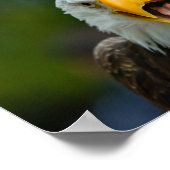 悲鳴を上げる禿鷲 ポスター (角)