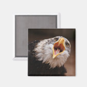 悲鳴イーグル磁石 マグネット (正面/裏面)