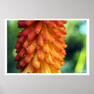 情熱、創造性、火 – 春はっきりしたの花 ポスター