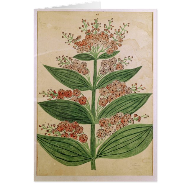 想像花を持つリンドウ (正面)