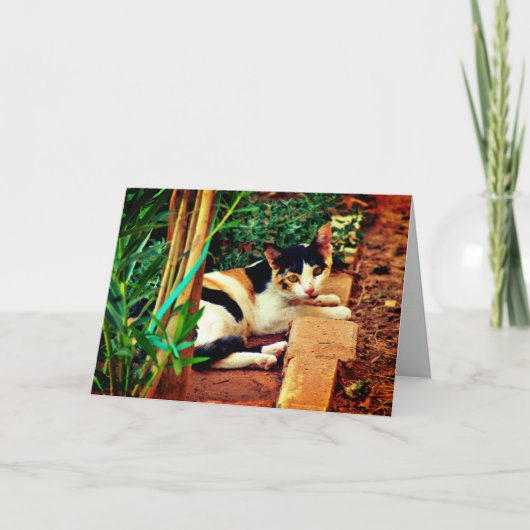 愉快な猫 カード (正面)
