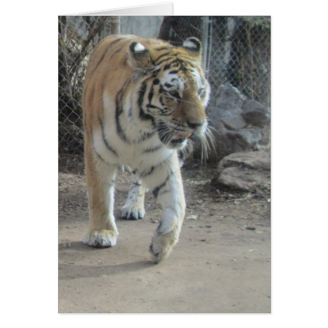 意気揚々と歩くトラ空白のなカード (正面)