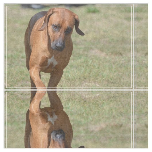 意気揚々と歩くRhodesian Ridgeback ファブリック (クローズアップ)