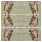 意気揚々と歩くRhodesian Ridgeback ファブリック (見本)