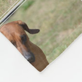 意気揚々と歩くRhodesian Ridgeback フリースブランケット (角)