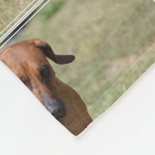 意気揚々と歩くRhodesian Ridgeback フリースブランケット (角)