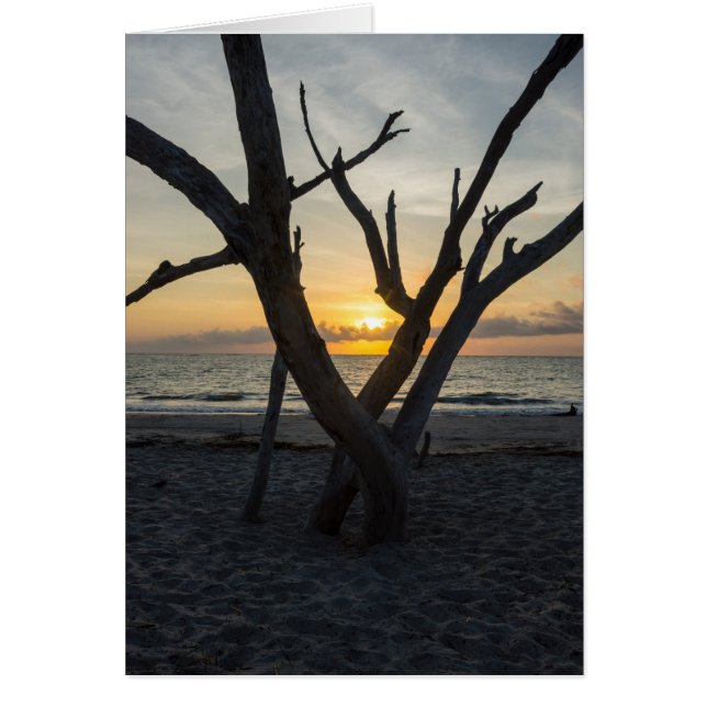 愚かな日の出 (正面)