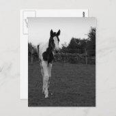 愚か者 ポストカード (正面/裏面)