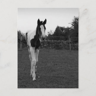 愚か者 ポストカード