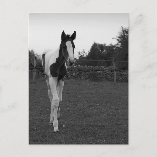 愚か者 ポストカード (正面)