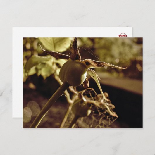 愛が去った後…ポストカード ポストカード (正面/裏面)