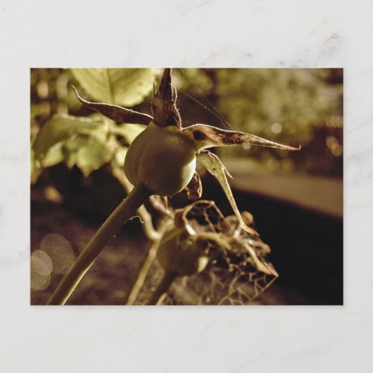 愛が去った後…ポストカード ポストカード (正面)