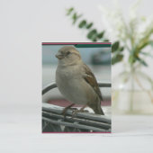 愛が空に舞う：カートの鳥 ポストカード (スタンド正面)