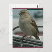 愛が空に舞う：カートの鳥 ポストカード (正面/裏面)