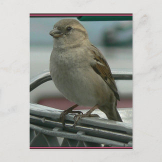 愛が空に舞う：カートの鳥 ポストカード