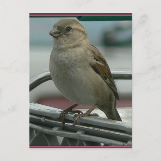 愛が空に舞う：カートの鳥 ポストカード (正面)