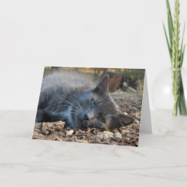 愛される猫のお母さんのデイカード|過去記事 シーズンカード