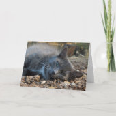 愛される猫のお母さんのデイカード|過去記事 シーズンカード (正面)