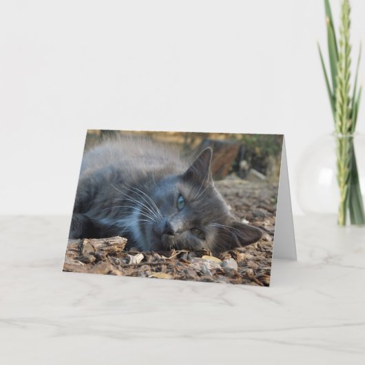 愛される猫のお母さんのデイカード|過去記事 シーズンカード (正面)