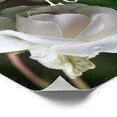 愛される白いバラの抽象芸術 感動的 ポスター (角)