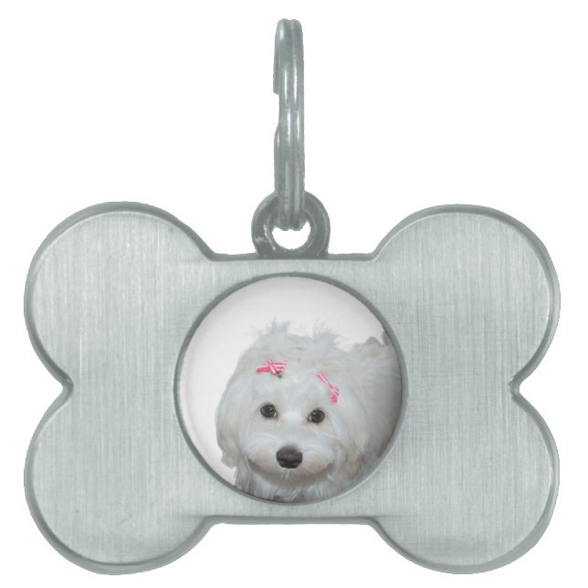 愛しいマルチーズのLili  ペットネームタグ (正面)