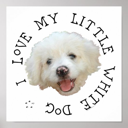 愛しい我が家の小さな白い保護犬 ポスター (正面)