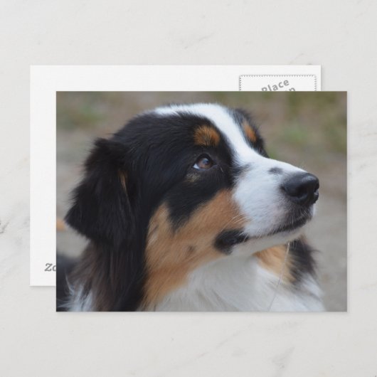 愛すべきオーストラリアの羊飼い ポストカード (正面/裏面)