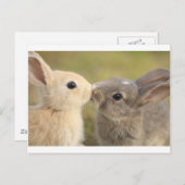 愛するうさぎ ポストカード (正面/裏面)