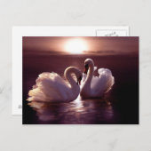 愛する白鳥が形をつくるハート ポストカード (正面/裏面)