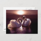 愛する白鳥が形をつくるハート ポストカード (正面/裏面)