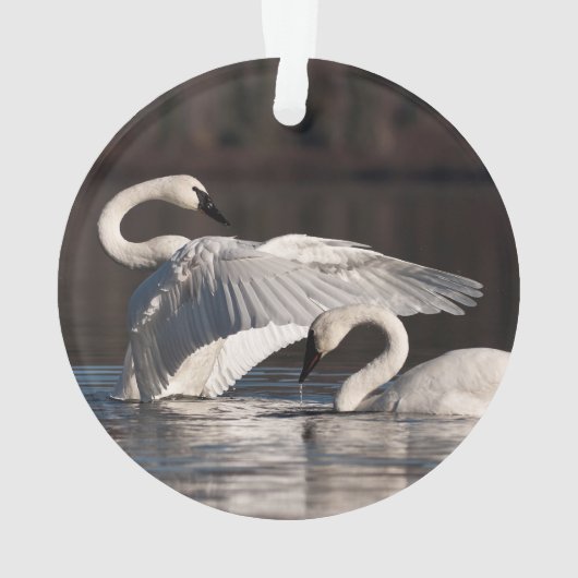 愛する白鳥 オーナメント (裏面)